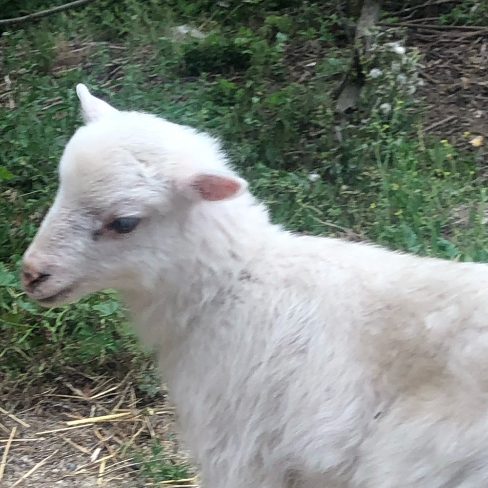 Meet your Posher, Ema